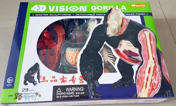 vaikų švietimo modelis žaislas šimpanzė modelis sidabro atgal gorila anatomijos modelis
